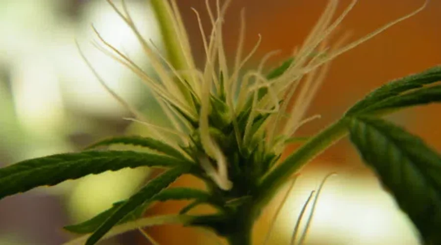 Dispensary Owners Call On Province For Change