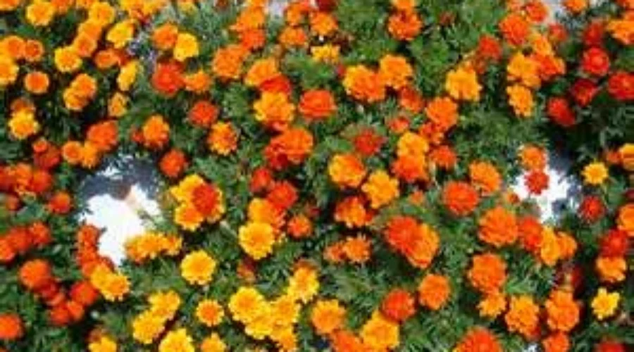 Sponsors Needed For Marigolds Project Version 2020