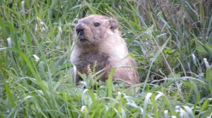 PETA Advocates For AI Groundhog