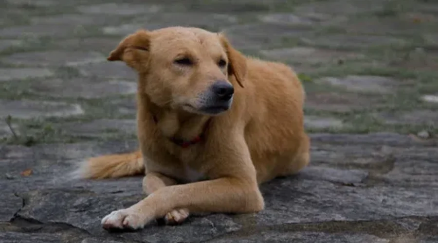A Reminder Not To Let Your Dog Roam Freely