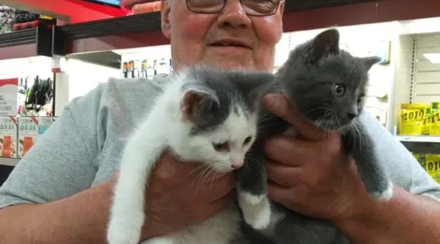 Saint John Man Raises $18K For Stray Cats