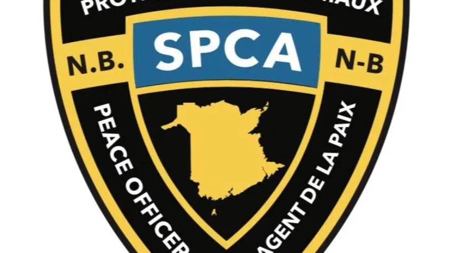 SPCA Investigates Alleged Abuse Of Bearded Dragon