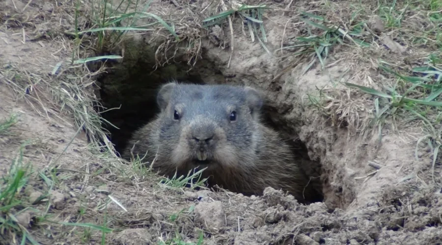 Shubenacadie Sam Sees His Shadow