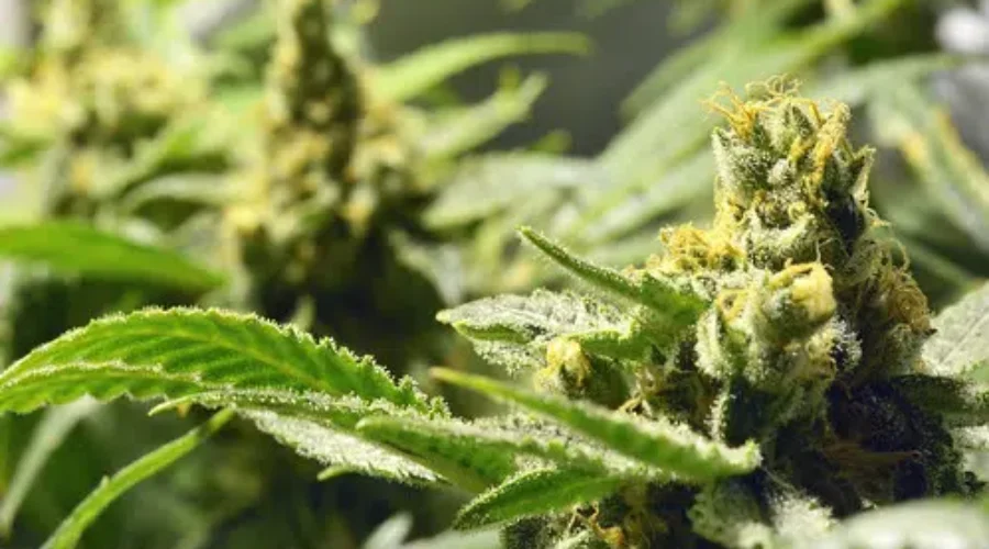 Major Cannabis Producer Cutting 500 Jobs