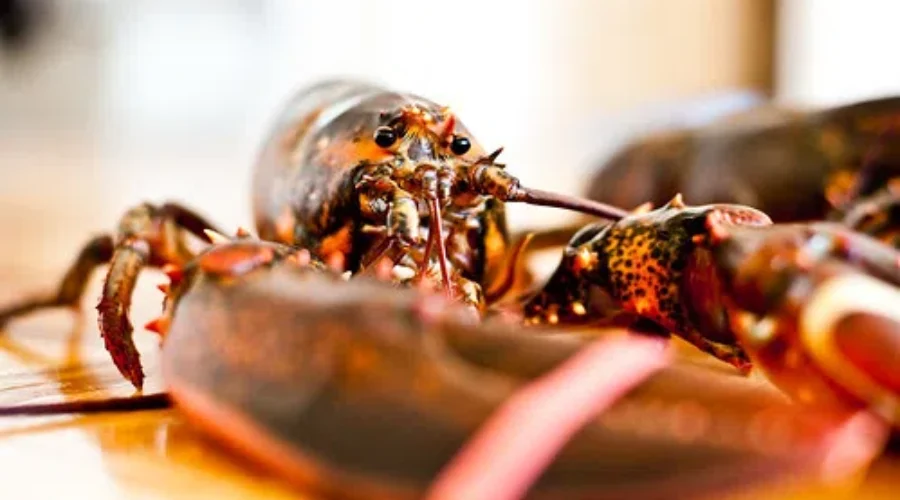 Seafood Expo Postponed Over COVID-19 Concerns