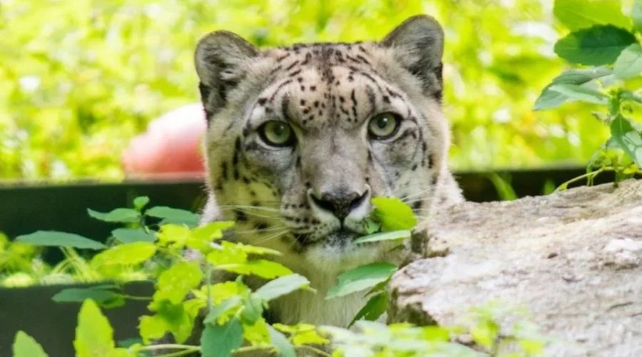 Zoo Mourns Loss Of Snow Leopard