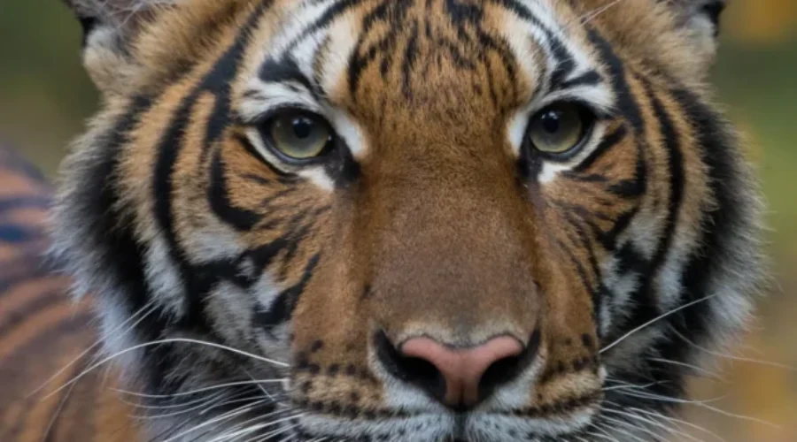 Malayan Tiger At Bronx Zoo Tests Positive For COVID-19 Virus