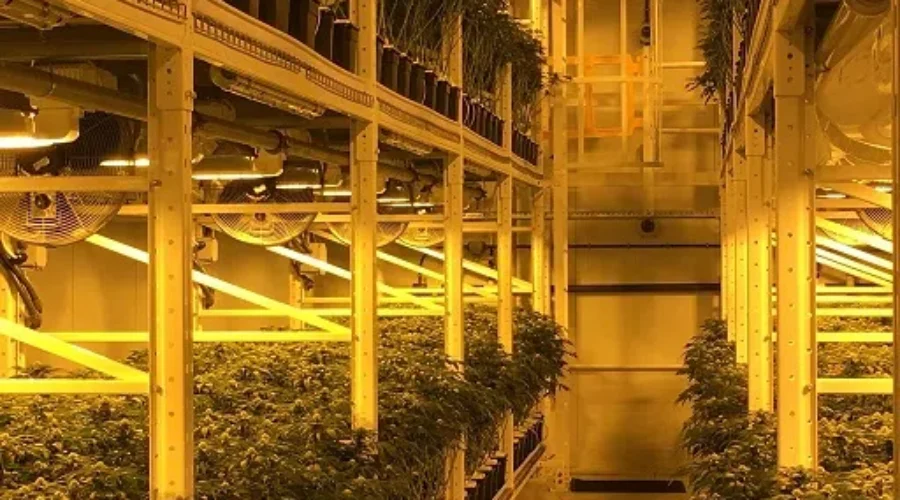 Hundreds of Employees Laid Off At Organigram