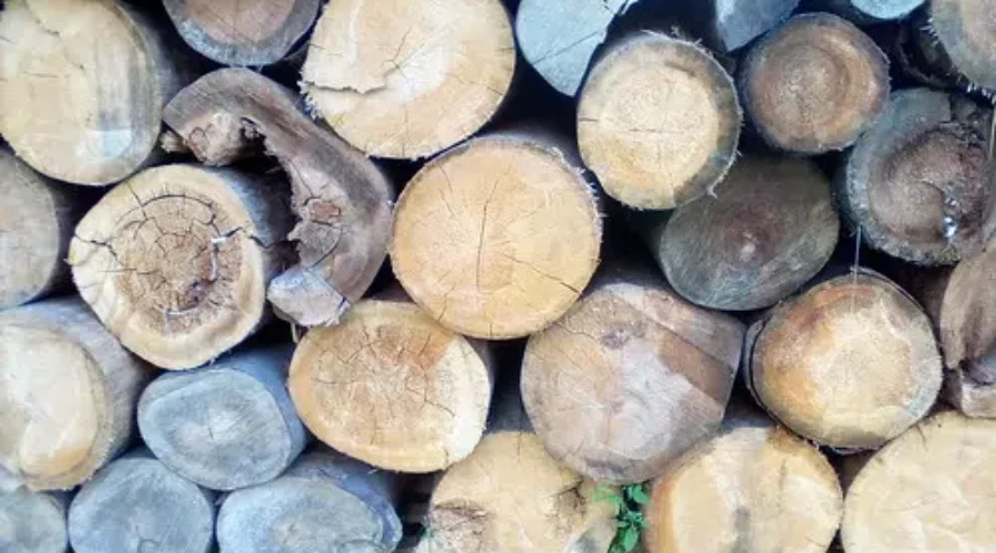 Demand For Pulp Products High, Lumber Markets Struggling