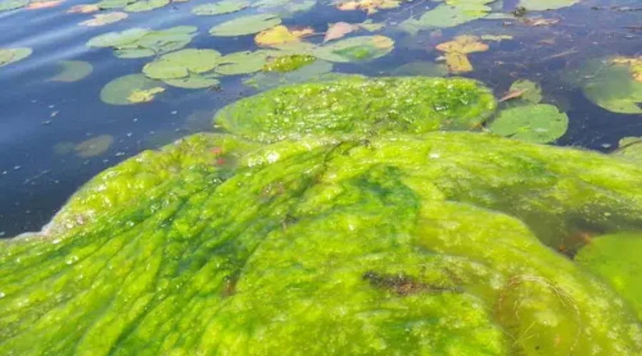 Keep An Eye Out For Blue Green Algae This Summer