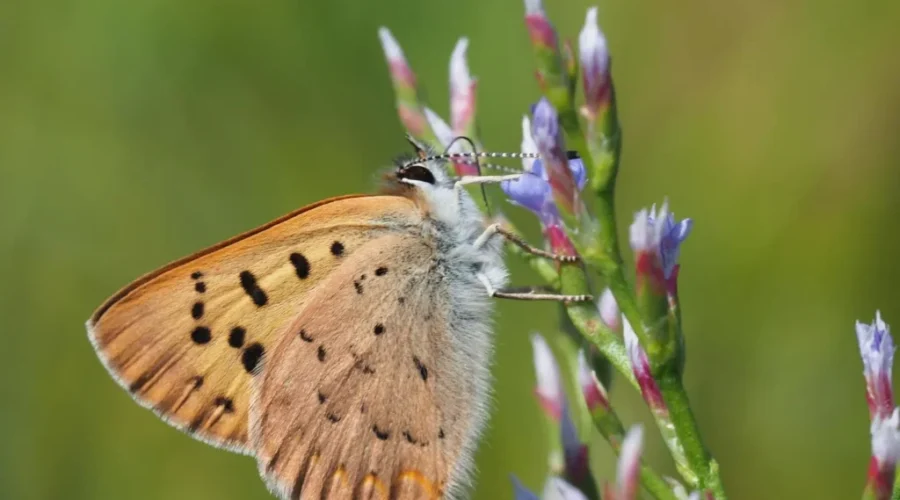 New Report Highlights Canada’s Unique Plants, Animals