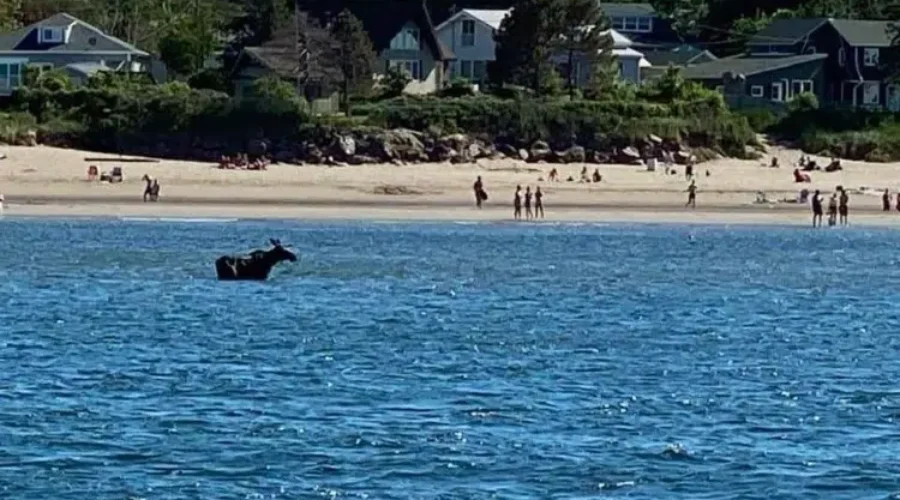 Moose Drowns At Parlee Beach