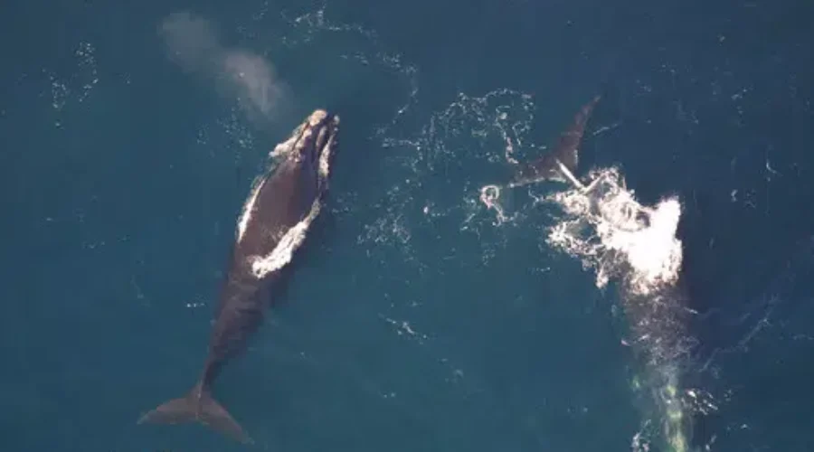 North Atlantic Right Whale ‘Critically Endangered’