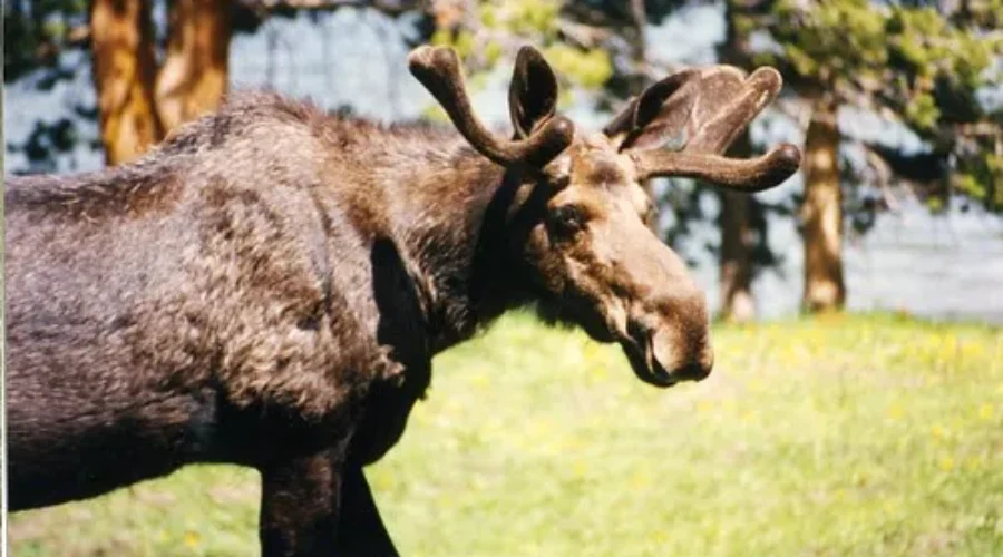 Moose Hunters Chosen In This Year’s N.B. Draw