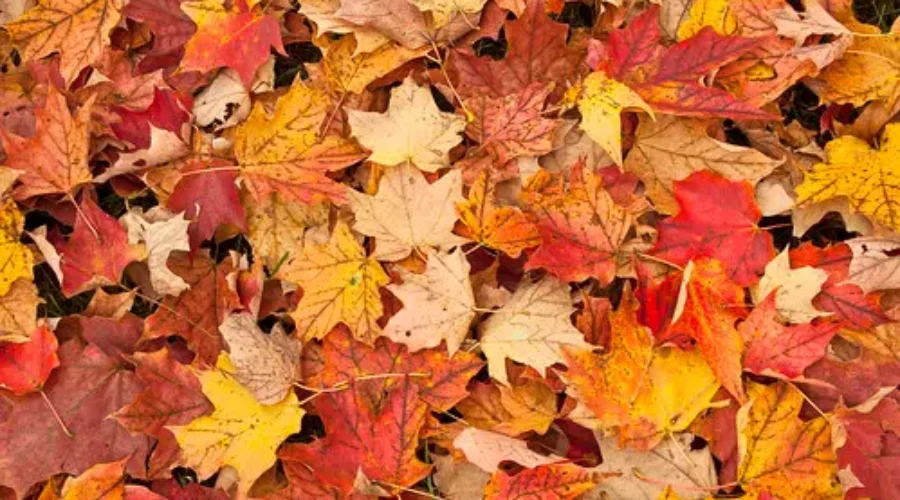 Autumn Officially Arrives In N.B.