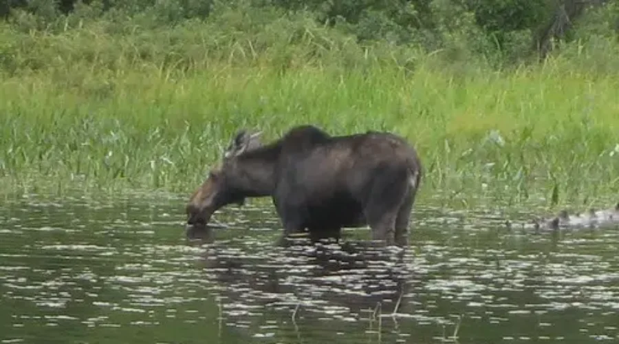 Record Moose Hunt For 2020