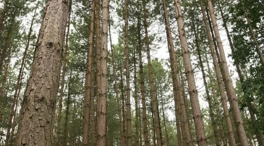 Forestry Industry ‘Targeted’ In Proposed Glyphosate Bans: JDI