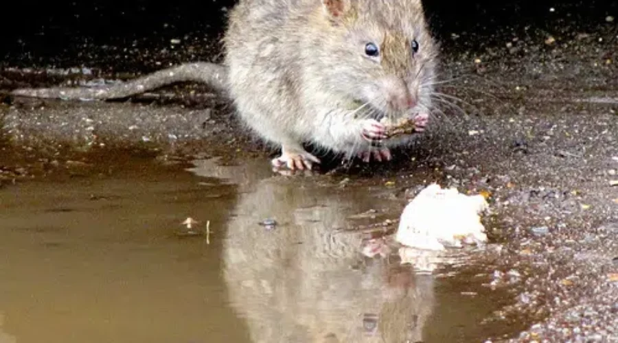 Orkin Canada Ranks Rattiest Cities In Atlantic Canada