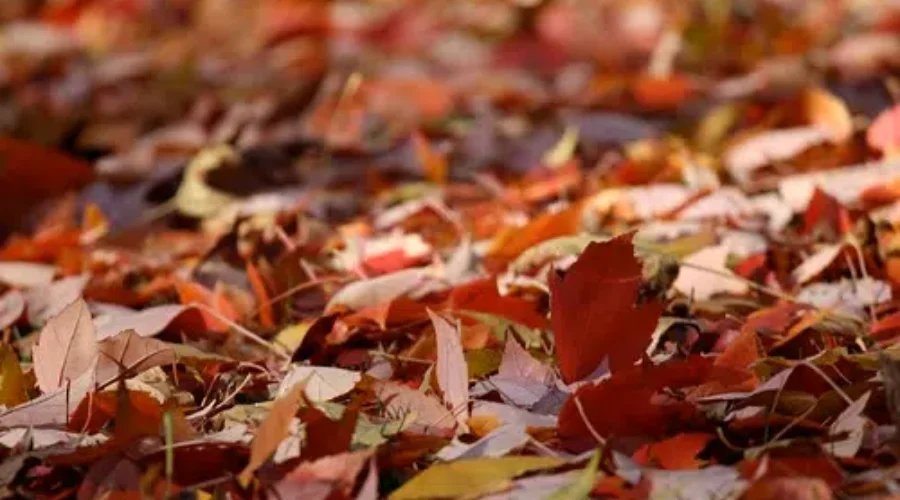 Leave Your Leaves On The Ground: NCC
