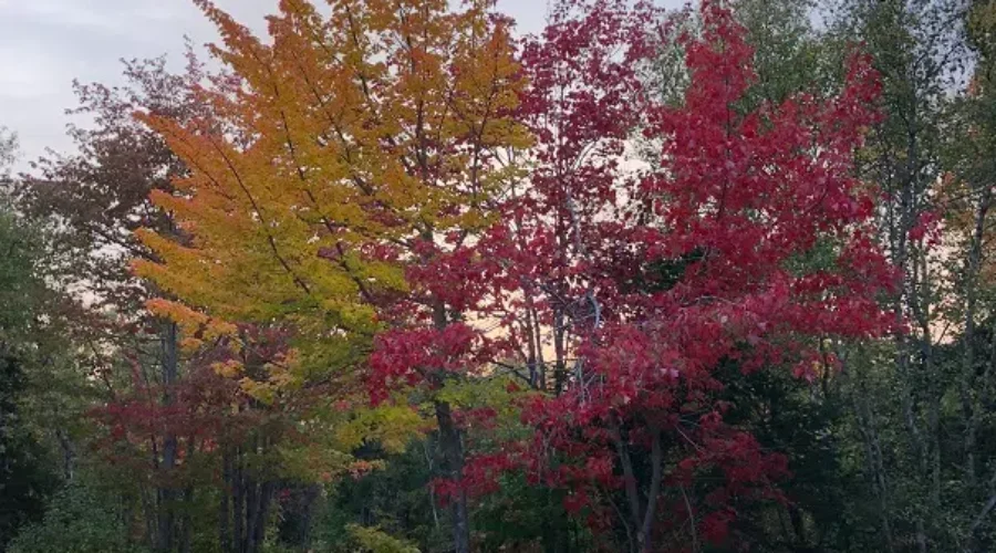 Beautiful Fall Show Underway