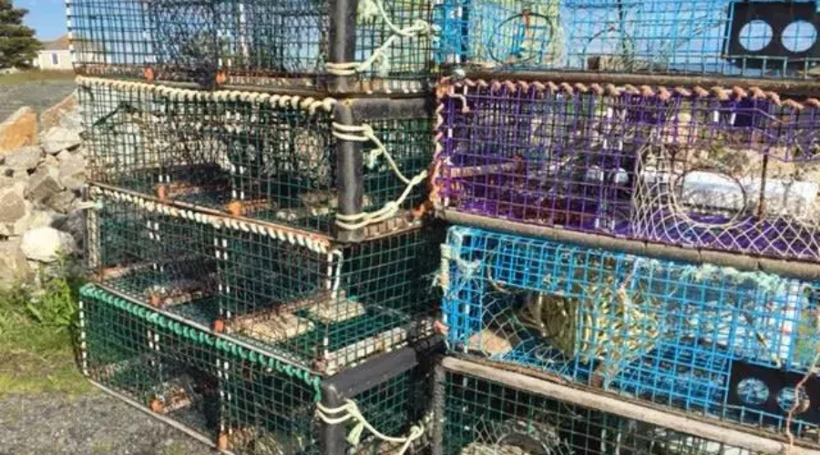 LFA 35 Lobster Season Begins Wednesday