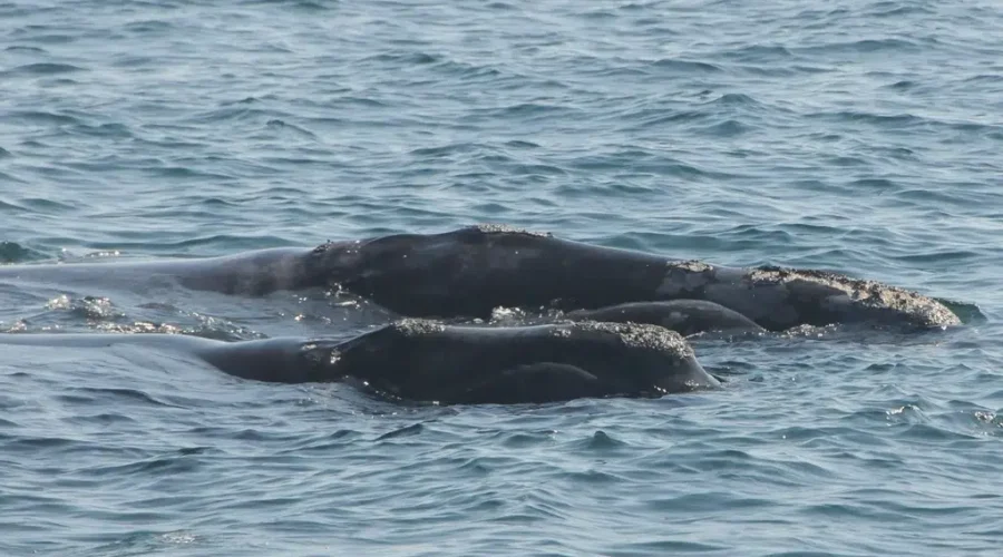 Fishing Area Off N.S. Closed As Right Whales Pass