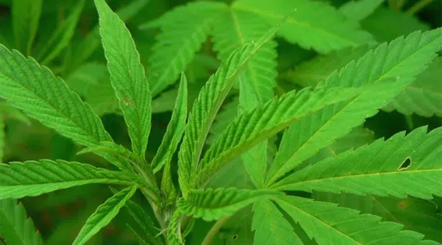 Cannabis Producer Closing Fredericton Facility