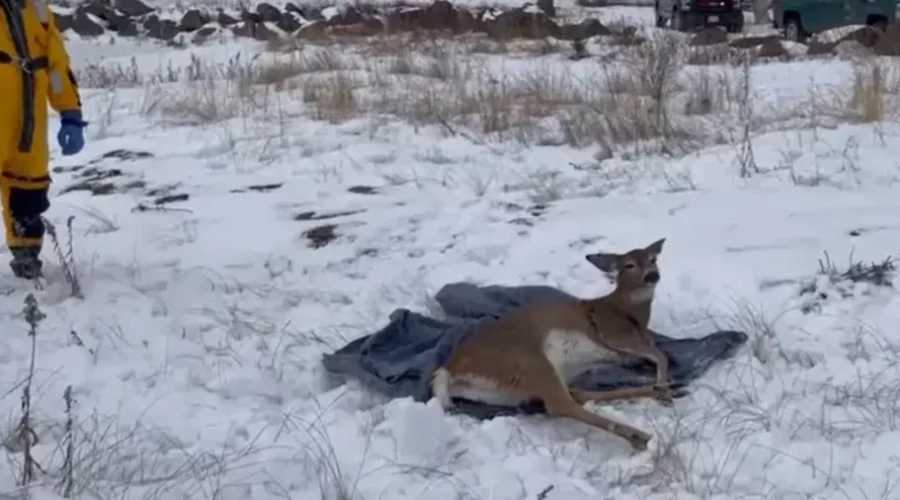 Deer Rescued On Richibucto River