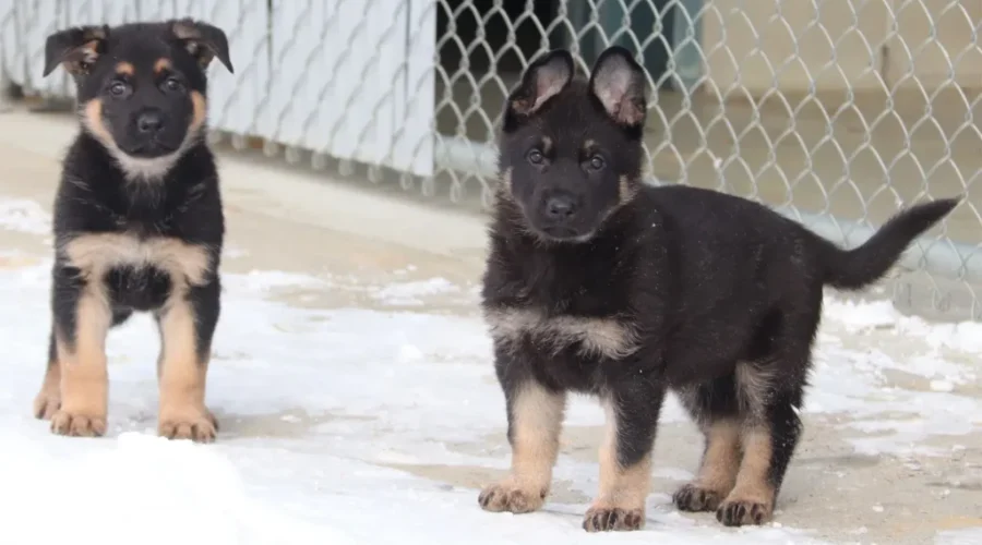 Names Needed For Newest RCMP Puppies