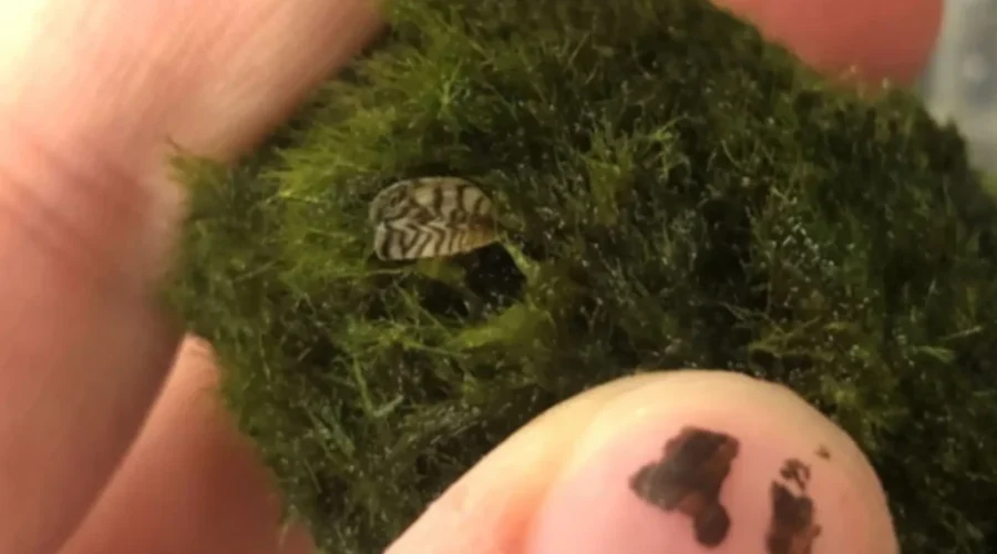 Invasive Zebra Mussels Found On Aquarium Moss Balls