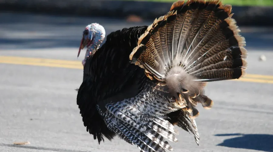 Wildlife Federation Welcomes Wild Turkey Hunt