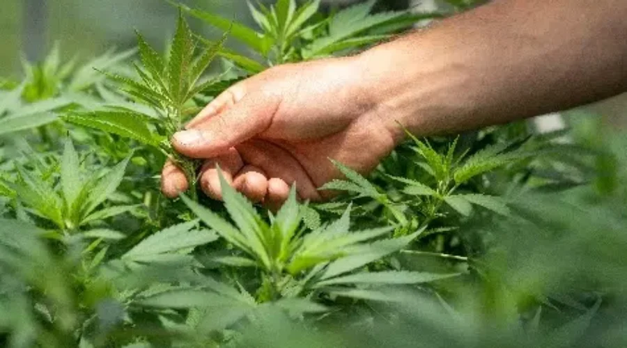 Research Chair In Therapeutic Cannabis Created At UdeM