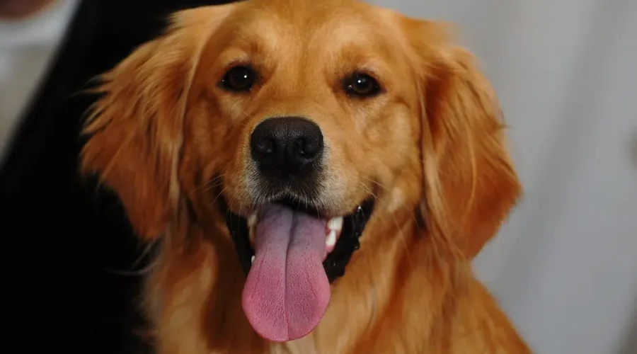 Dog Ban Reversed At Picaroons