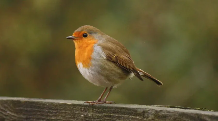 Bird Behaviours Not So Unusual: UNB Prof