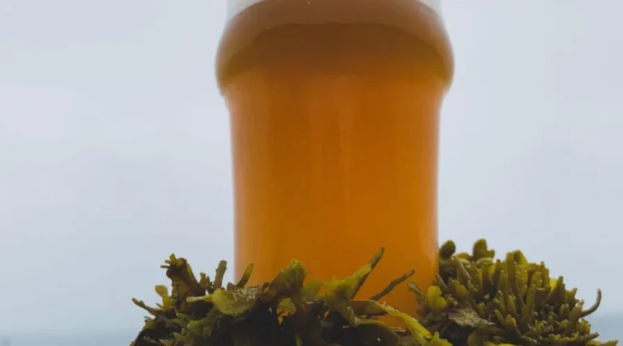Saint Andrews Brewing Company Brings Craft Beer To Charlotte County