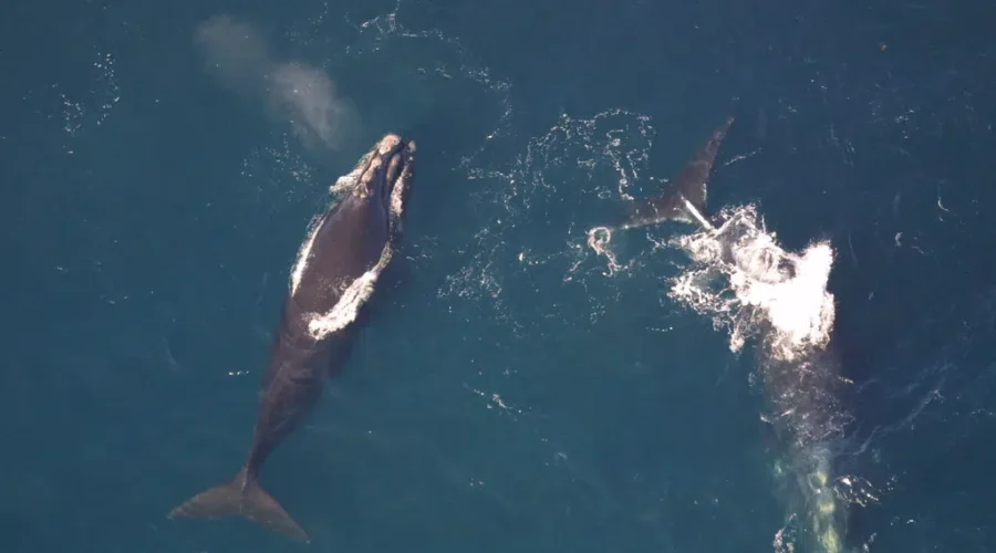 Right Whales caught in fishing gear in the St. Lawrence
