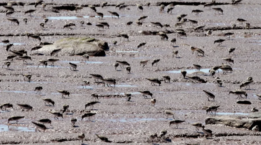 Sandpipers Are A Spectacular Sight On Bay Of Fundy