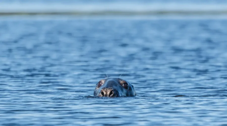 ACAP Encourages Boaters To Slow Down For Wildlife