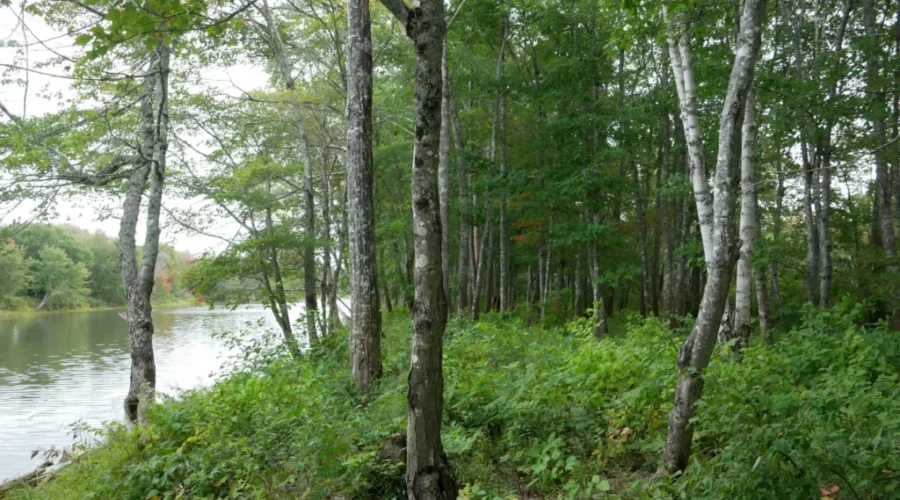 Nature Reserve Near Grand Bay-Westfield Is Growing