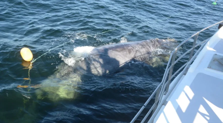 Whalesafe Gear To Help Reduce Entanglement Risk