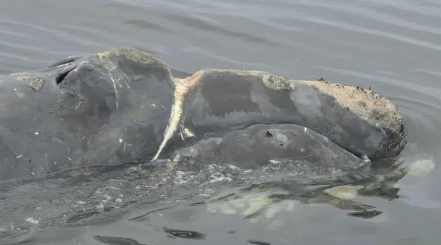 North Atlantic Right Whale Population Continues To Fall