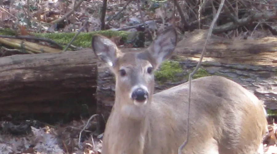 Deer Donation Program In Its First Year In Saint Andrews