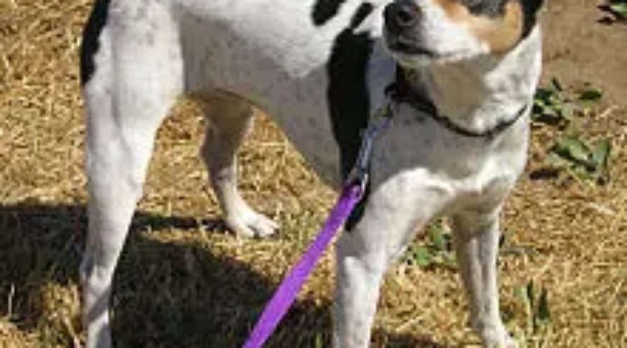 N.B. Proposing Animal Protection Changes