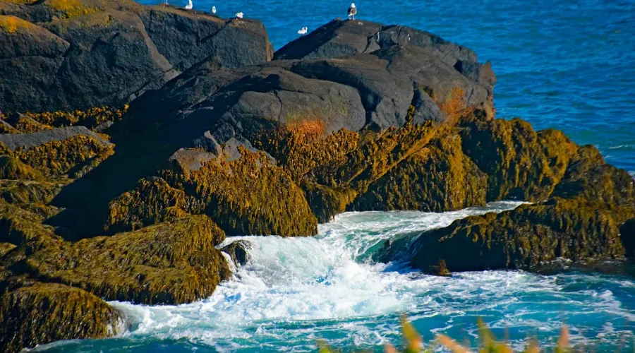 Interest High In Scandal-Tinged Campobello Island Properties