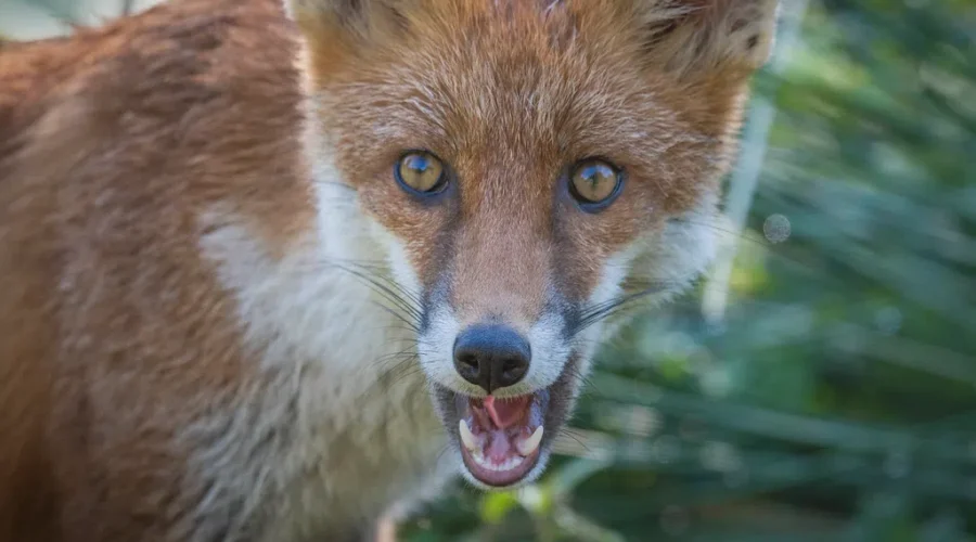 ‘Don’t Feed The Animals’ In Kouchibouguac