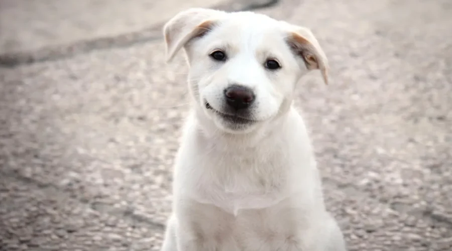 Fundraising For Dog Park Underway In St. Stephen