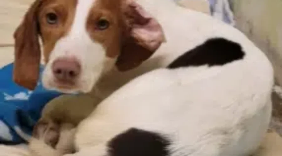 Puppy Mill Dogs Being Cared For By Moncton SPCA