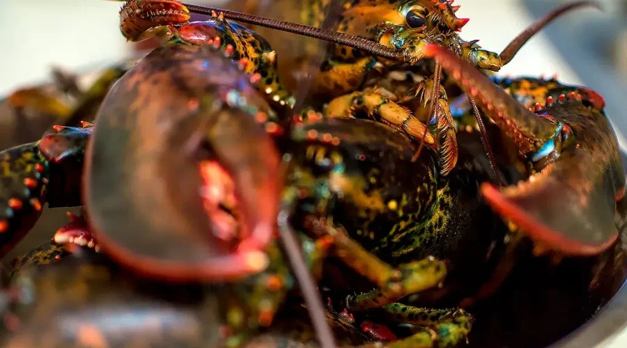 NS lobsters seized near Moncton