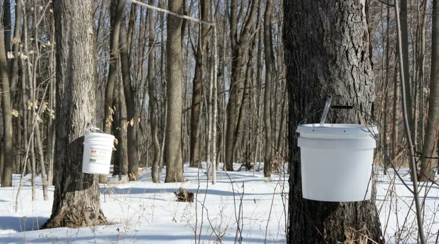 Tremendous Maple Syrup Season So Far
