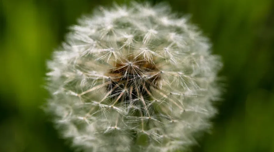 Research Shows Allergies And Stress Linked